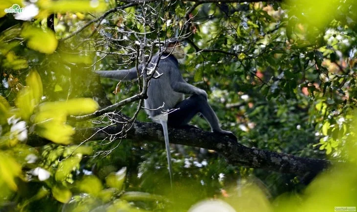 Quang Ngai adds resources for biodiversity conservation